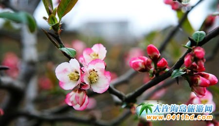 2011中國榔坪木瓜花都文化旅游節(jié)