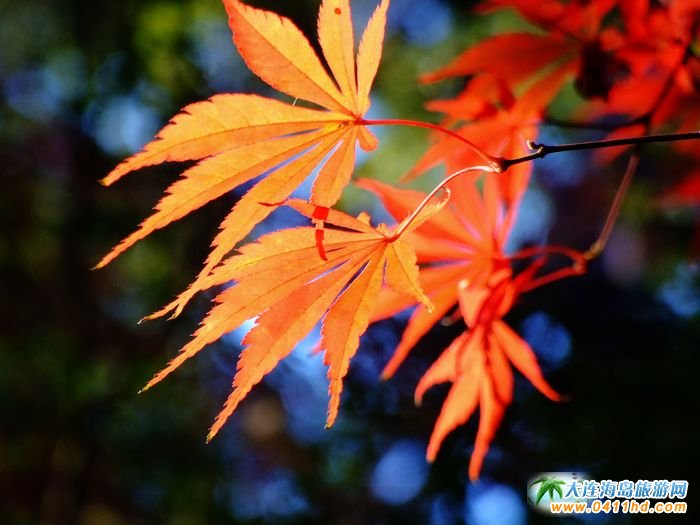 日本旅游圖片—東京平林寺楓葉圖片