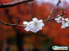 日本旅游景點圖片——秋色的大阪