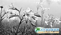 �_���_�|̫�����ɽ�^�ٺ�ʢ�_�@�G�ο�