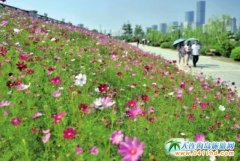 �������@�Ĳ�˹�հ��ղ�ʢ�_