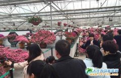 湘潭盤龍大觀園被評“春季旅游10大景區”榜首