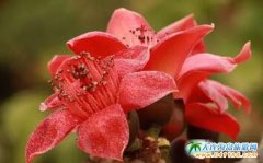 ����ľ�޻�ʢ�_�r�g������ľ�޻������p������