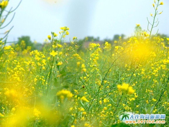 2016大連油菜花節