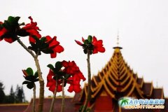 ���p��{������ڿӵ��ľ��c���ҵ��옷(��ӛ)