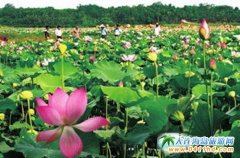 �������M(j��n)���B(t��i)�������O(sh��) ���O(sh��)�����҈@