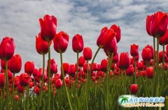 ʮһ��(gu��)�c���B���Ӣ��ʯһ���� Ӣ��ʯֲ��@һ����