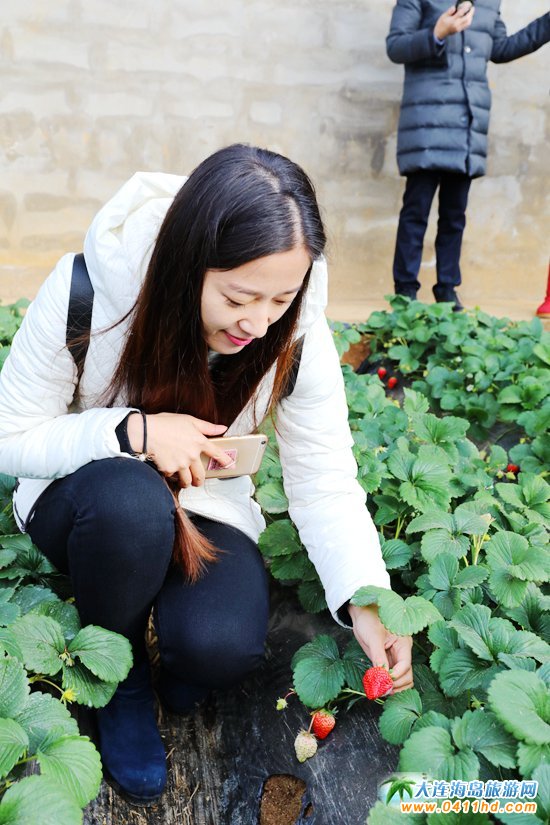 大連草莓采摘