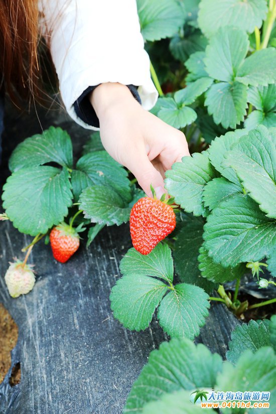 大連草莓采摘