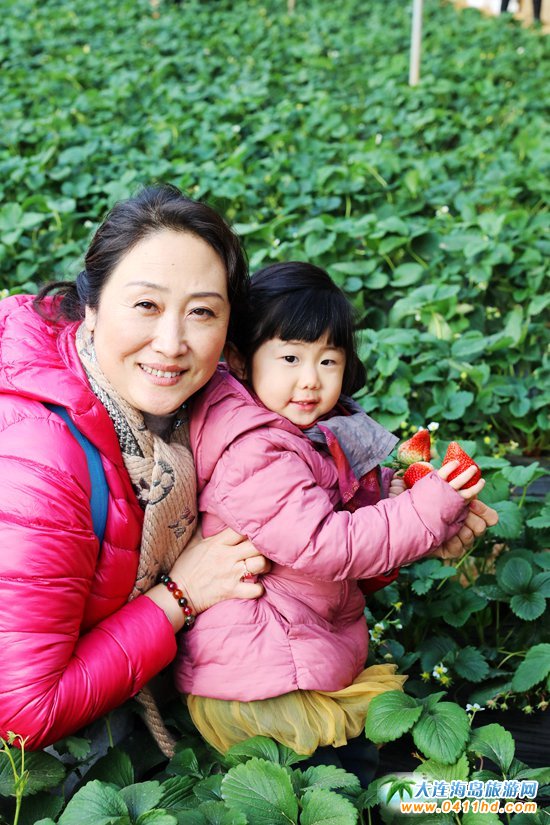 大連草莓采摘