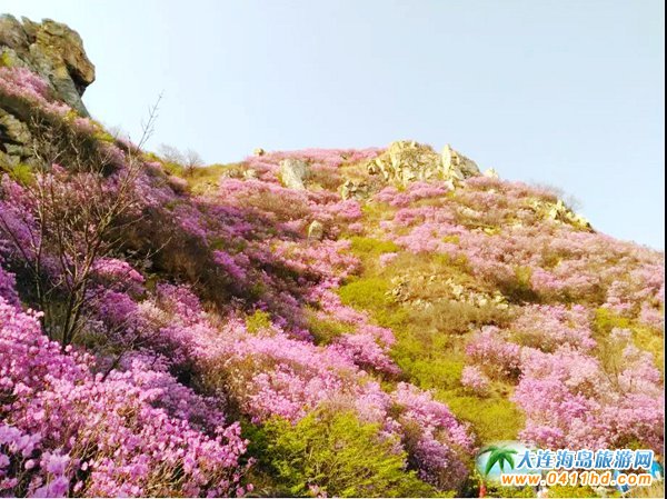 大黑山杜鵑花幾月開