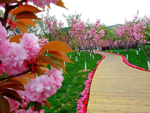 2021大連(旅順)櫻花節