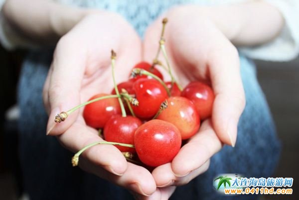 大連櫻桃采摘