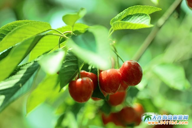 ���B���Ҳ�ժ