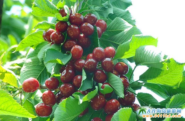 ���B���Ҳ�ժ