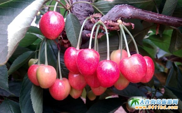 ���B���Ҳ�ժ