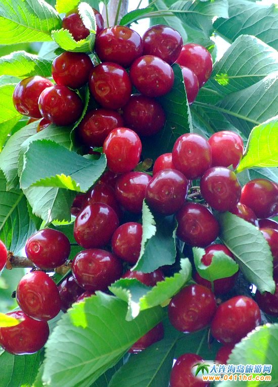 ���B���Ҳ�ժ�@