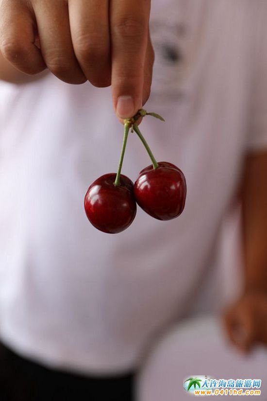 大連櫻桃采摘園