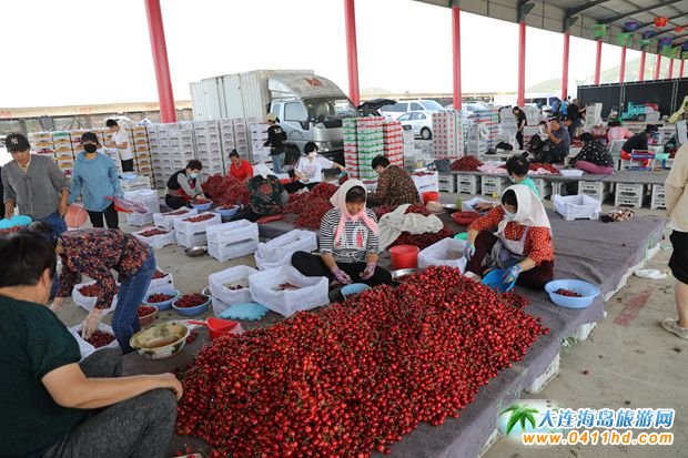 大連大櫻桃集散中心