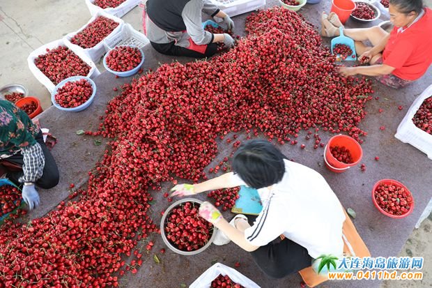 大連大櫻桃集散中心