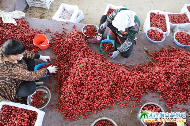 大連大櫻桃集散中心