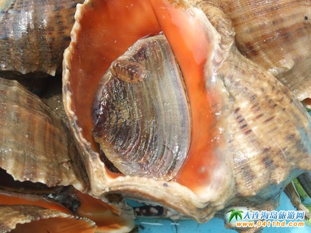 ���B���r��ʳ