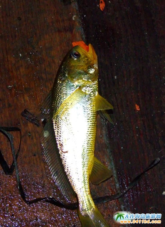 ���ɍu����