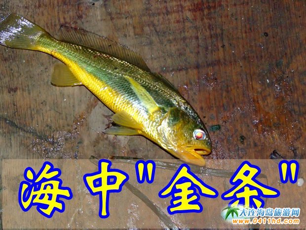 �L���h���ɍu