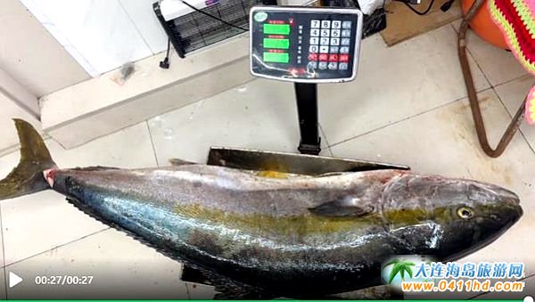 88.4斤超大黃條鰤在獐子島擒獲