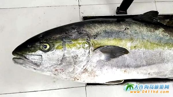 88.4斤超大黃條鰤在獐子島擒獲