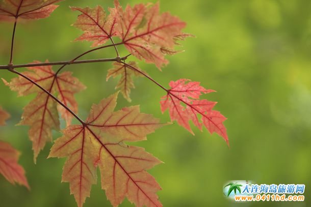 盛世綠源彩葉林