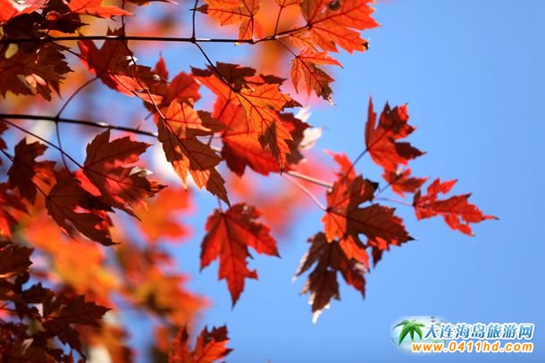 盛世綠源彩葉林