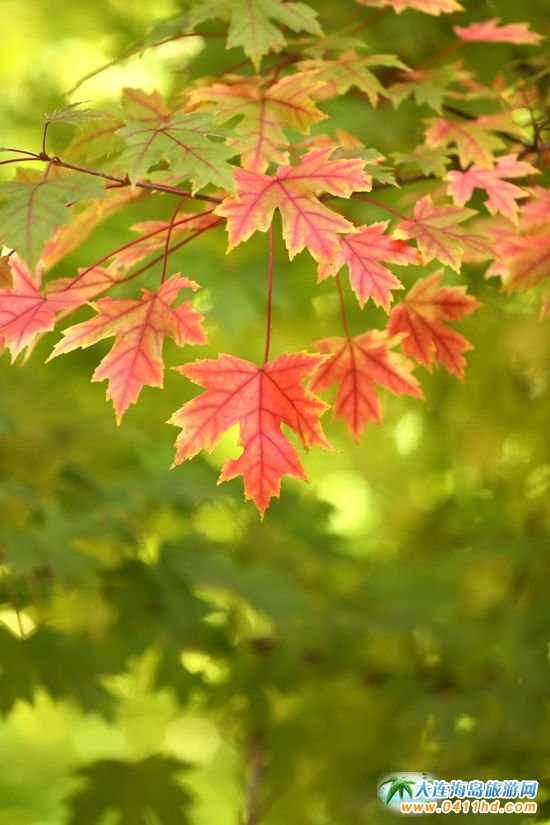 盛世綠源彩葉林