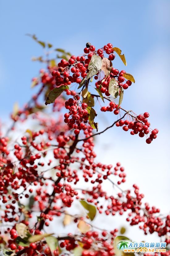 盛世綠源彩葉林